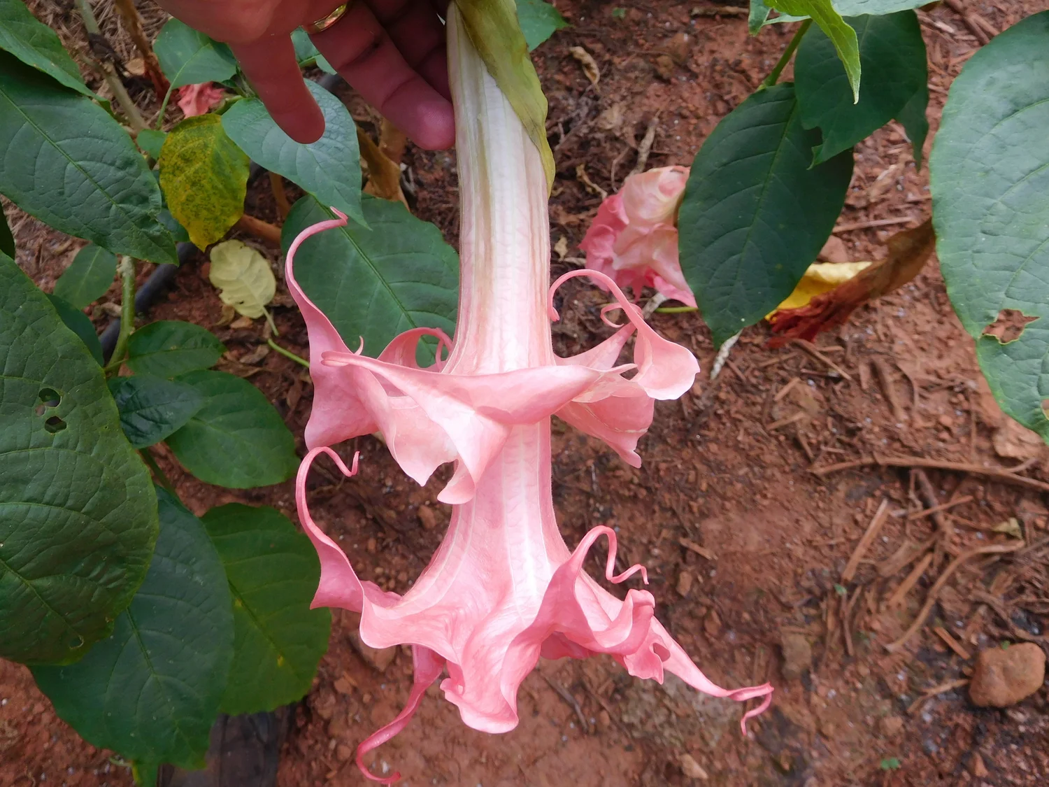 Angels Exotic Brugmansia Plant — Angel Trumpet Nursery LLC